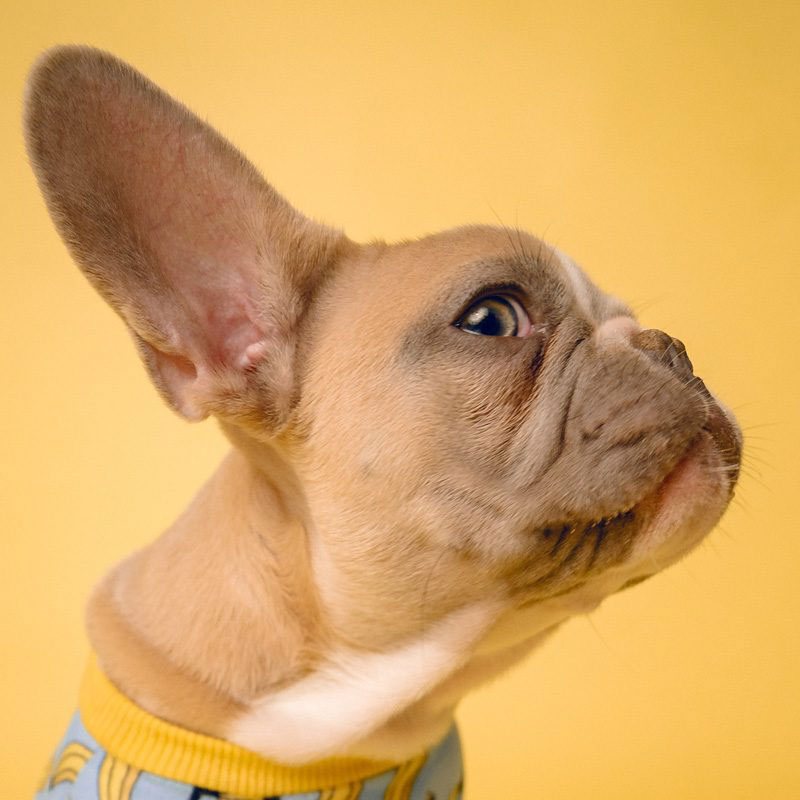 Zufriedene Kunden Hundetraining Freulein Smilla